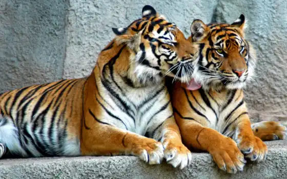 обои, тигры, хищник, пара, усы, шерсть, быстро, хи