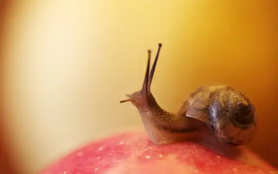 snail, мойка, рожки, улитка,яблоко