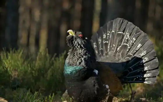 capercaillie, western