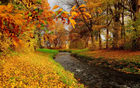 река, дерево, осень