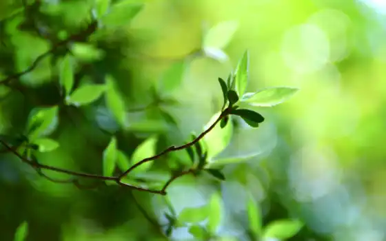 летние, зелёный, листики, листки, summer, боке, листочки, свежесть, лист, листочек, 