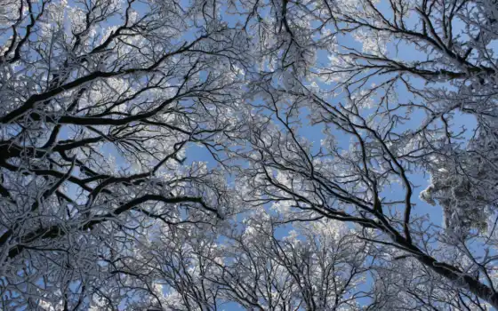 зима, деревья,