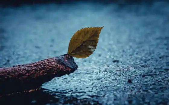 , лист, дождь, вода
