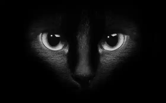gato, ojos, negro, stock, oscuridad, del, fotos, foto, imágenes,