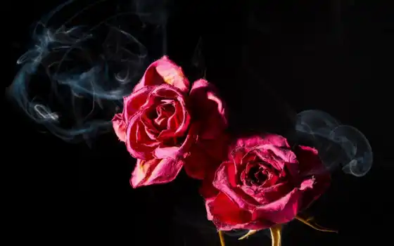 роза, dark, oir, дым, взлёт