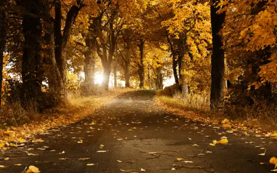 otoño, hojas, del, con, las, que, una, bosque, ťyaằţξłł,