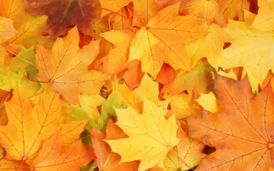 осень, листва, яркие, краски, 