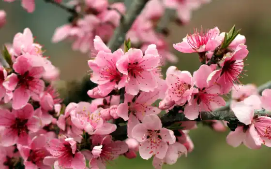 весна, живот, ветвь, витрины, розовые, розовые, натуральные, яленые, яблоко,