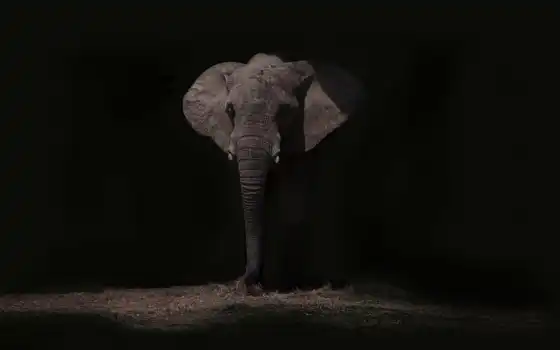слон, ночь, природа