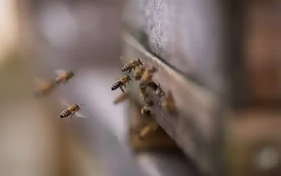 пчелка, animal, hive, closeup, beehive, природа, pantalla