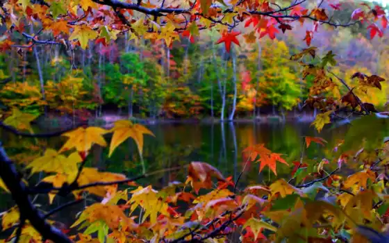 осень, жизнь, пейзаж, деревья,