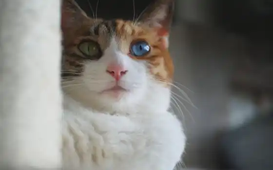 кот, зелёный, глаз, взгляд, смотреть, морда