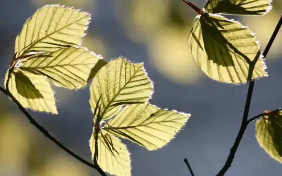 sunlight, leaves, tree, comment, 