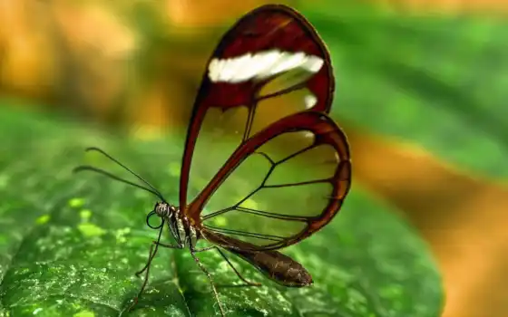 butterfly, puntos, votos, transparent, para, 