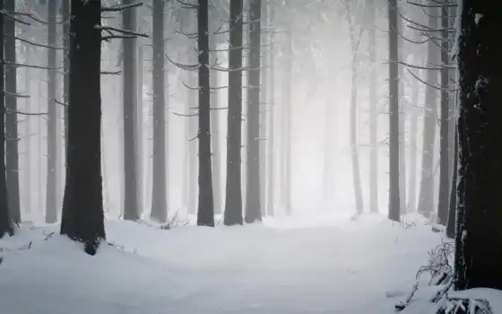и лес, зима, тишина, сердце, трется, девица,