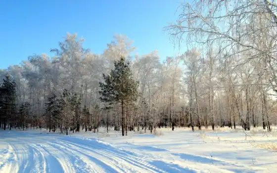 природа, картинка, года, времена, деревя, снег, 