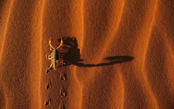 scorpio, песок, shadow, след