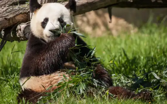 панда, медведь, бамбук, трава, животное, есть, фон, живые, милые