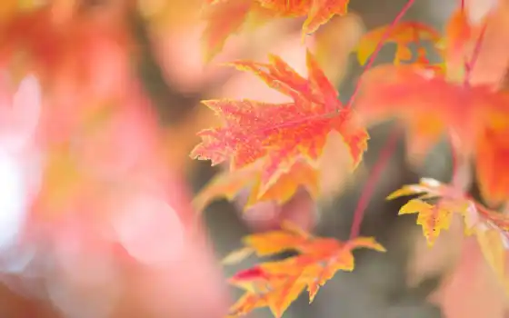 листва, осенние, branch, красные, кленовые, блики, дерево, картинка, осень, iphone, 