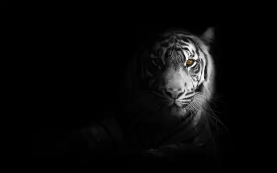 тигр, white, кот, биг, black, animal, хищник, shadow