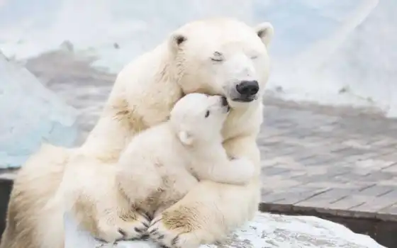 полярное, медное, детсанское, животное, их, международное, белое, может, мама