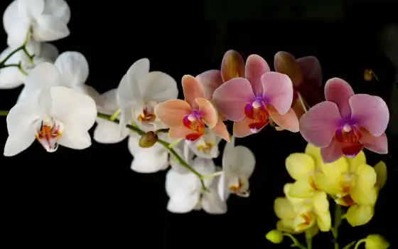 pantalla, флоры, orquídeas, imágenes, витрины, пара, blancas,