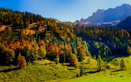 горы, деревья, горные деревья, аустрийский, каневый свет, солнце, тирол, осень, кожа,