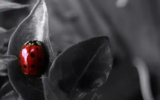 ladybug, насекомое, цветы, black, desktop, 