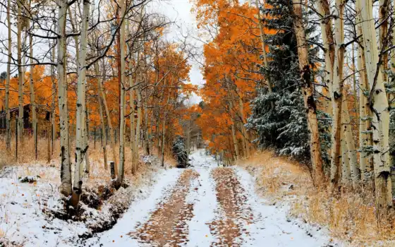 снег, осень, лес, дерево, дорогой