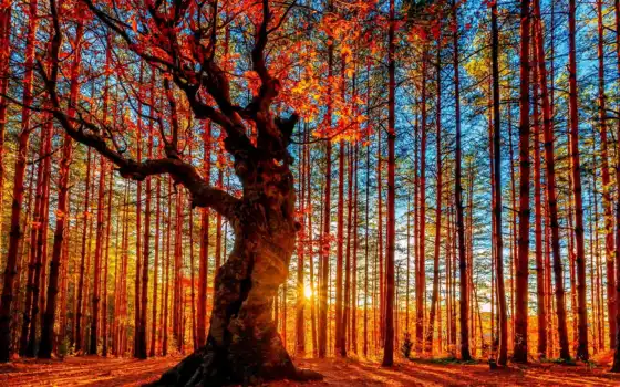 солнце, лес, осень, горная, сосновые, деревья, кропотливость, вид, цвет, цвет,