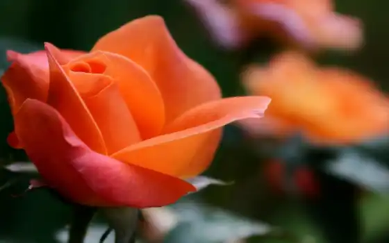 роза, pinterest, free, цветы, оранжевый, 