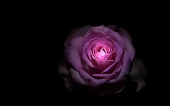 ,роза, свет, цветок