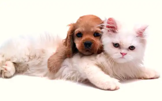 кот, собака, кенок, животное, белый, буран, котенок, персидский
