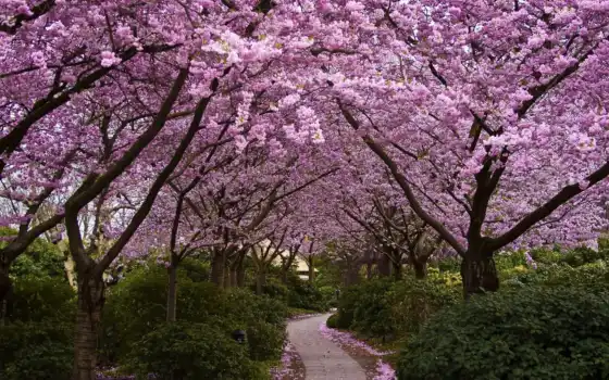 Сакура, цветные деревья, парк, японки, квантификация, цветные лесные,