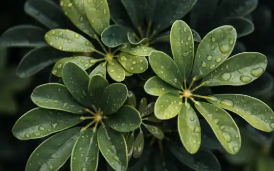 leaf, drop, размытость, water, растение, дерево, лист, wet
