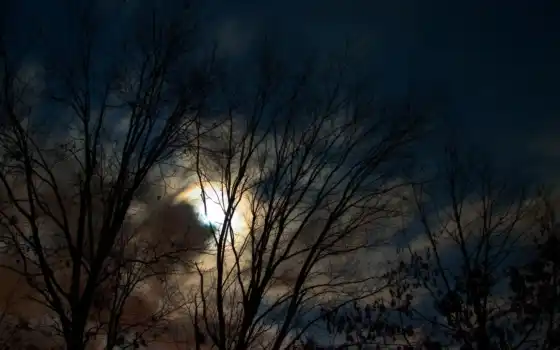ночь, дерево, лунно, луна, лес