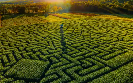 corn, maze