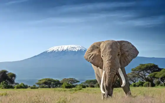 kilimanjaro, elefante, слон, animal, pantalla