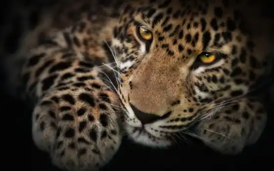 леопард, животное, глаз, тень, рыбак, кот