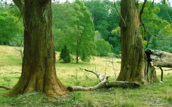 tronco, naturaleza, bosque