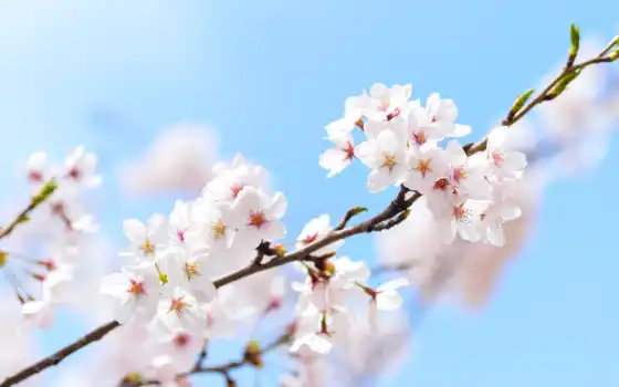 Сакура, весна