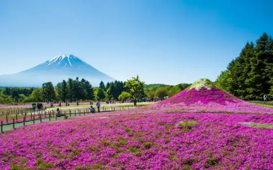 гора, весна, цветы, Сакура