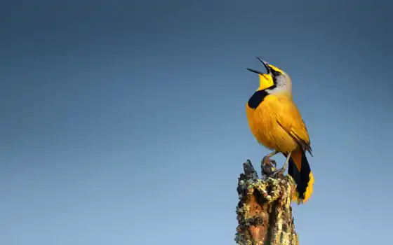 жёлтый, тира, сосна, верх, дерево, пень