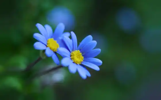 flori, odata, albastre, mai, pentru, pinterest, google, синий,