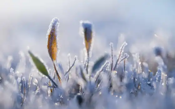 freeze, природа, winter, иней, трава, earth, растение