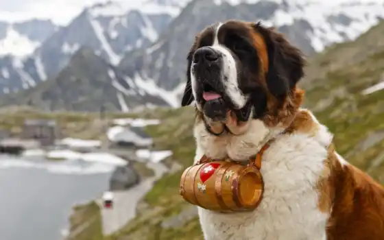 обои на рабочий стол, красивые картинки, картинки для ipad, обои для android