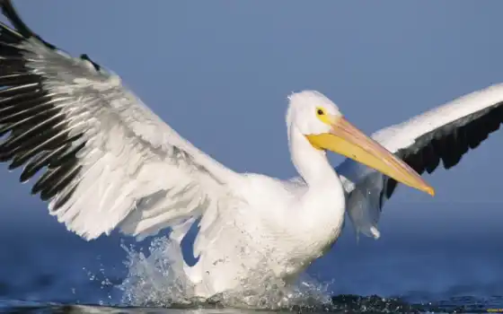 zu, birds, pelican, 