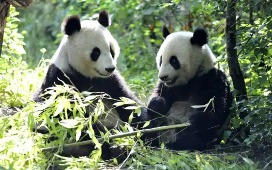 панда, животные, животные, их, соответствующее, обозначающее, медведь, степи,