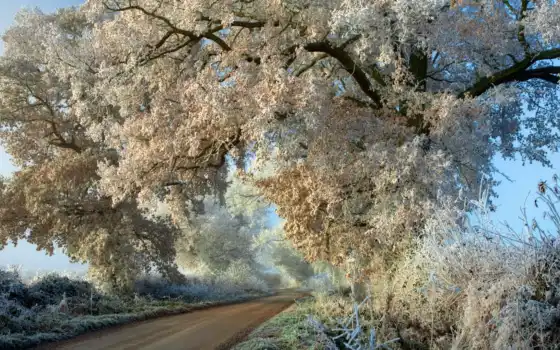 дорога, иней, деревья, осень, природа, тишина, 