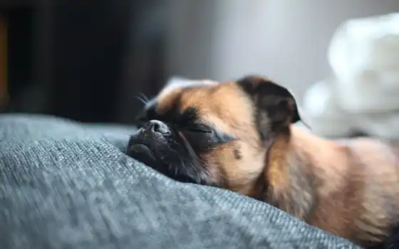 собака, спит, брабансон, кровать, собак, нос, морда, 